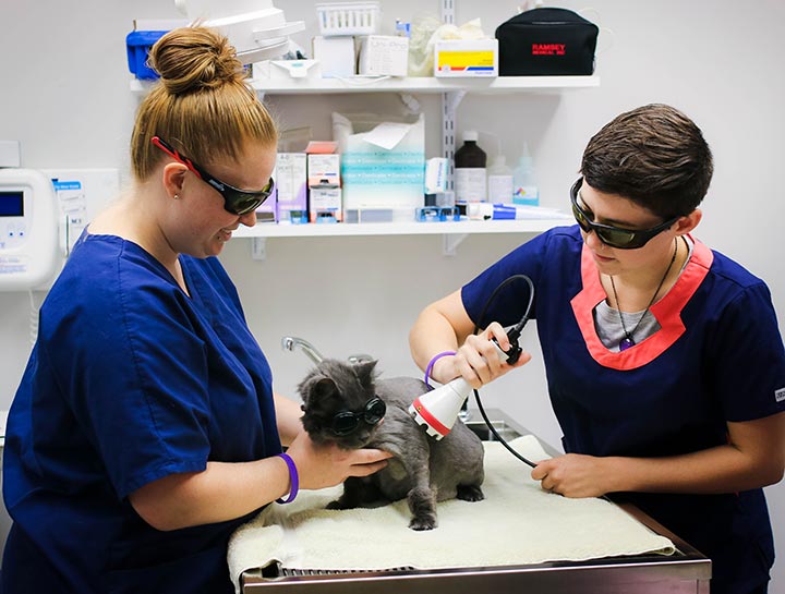 Laser Therapy for Dogs